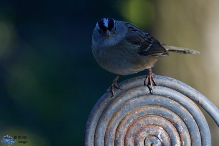 White-Crowned Sparrow