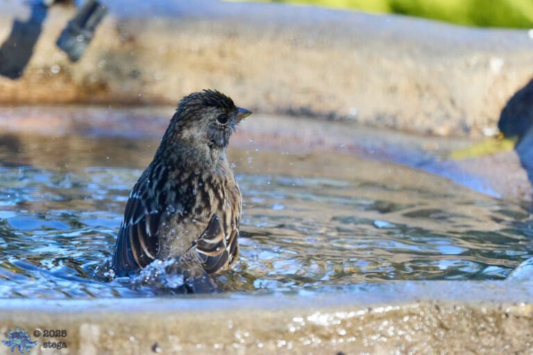 Gold-Crowned Sparrow