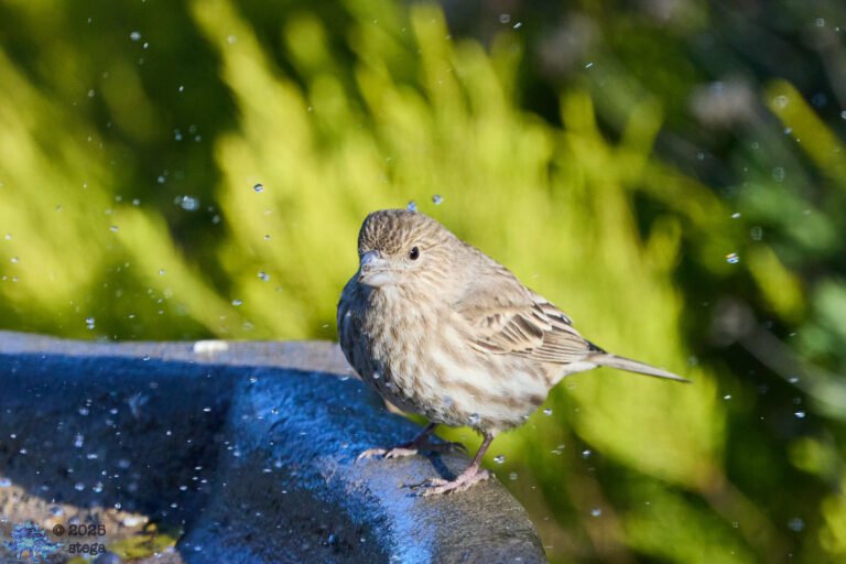 House Finch
