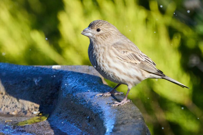 House Finch