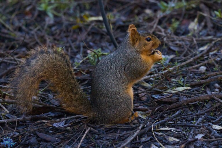 Fox Squirrel