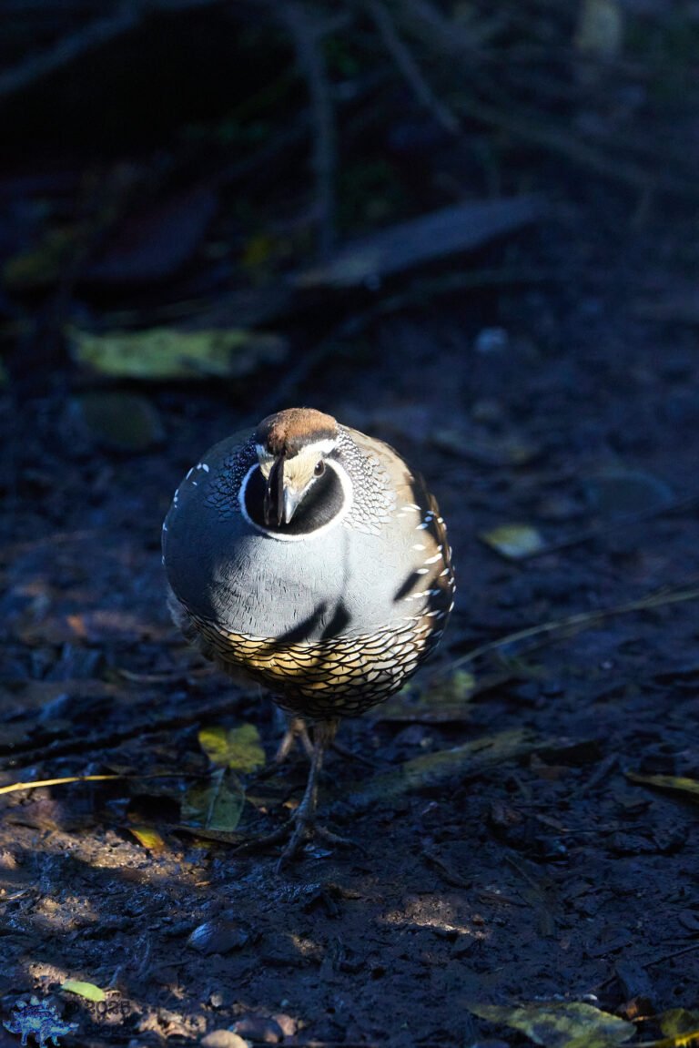 California Quail