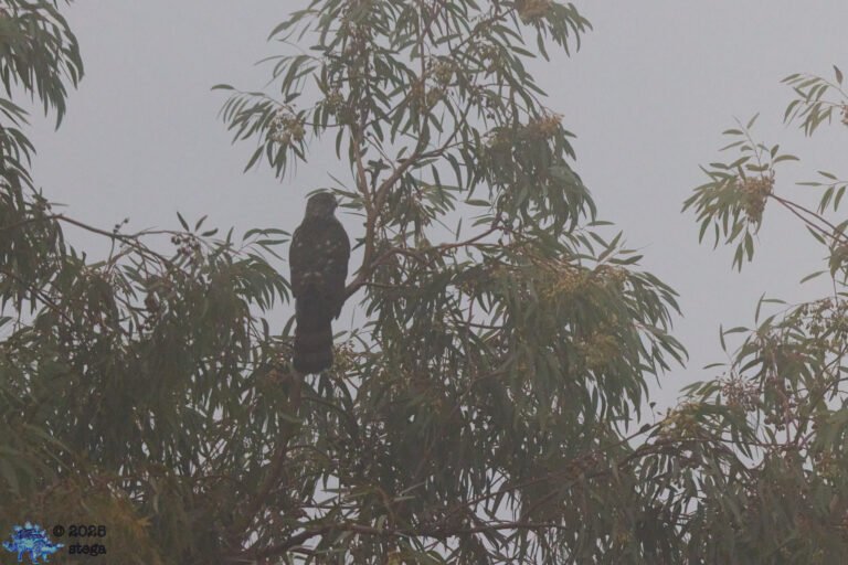 Cooper’s Hawk