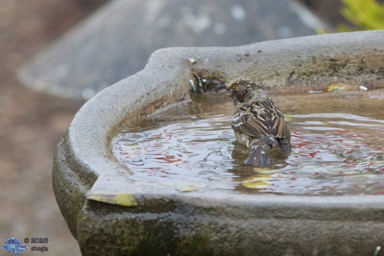 Gold-Crowned Sparrow, Injury