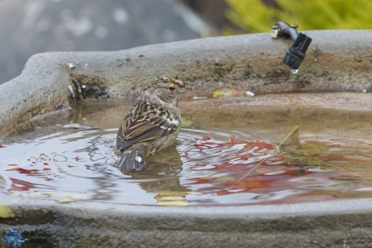 Gold-Crowned Sparrow, Injury