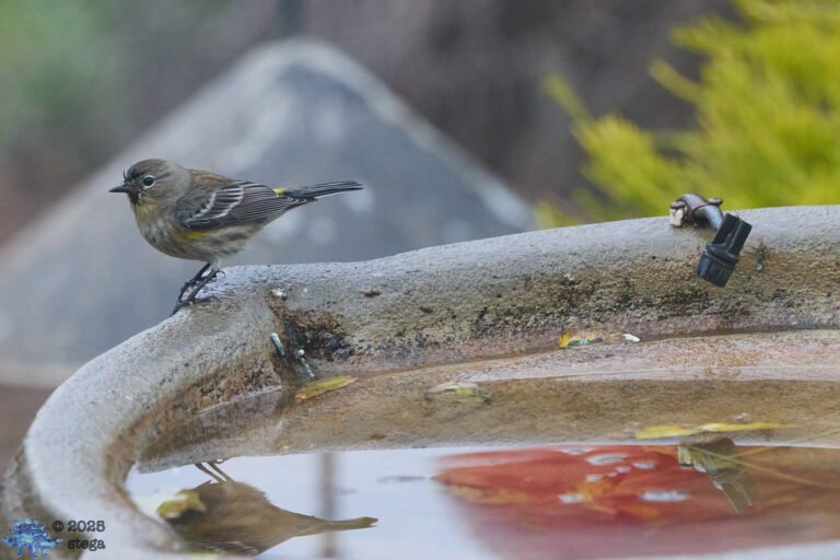 Yellow-rumped Warbler
