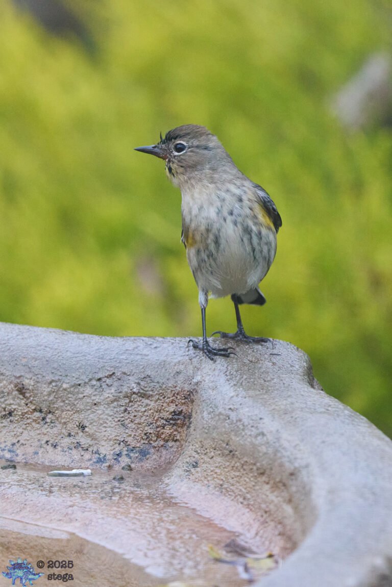 Yellow-rumped Warbler