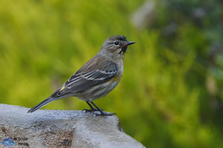 Yellow-rumped Warbler