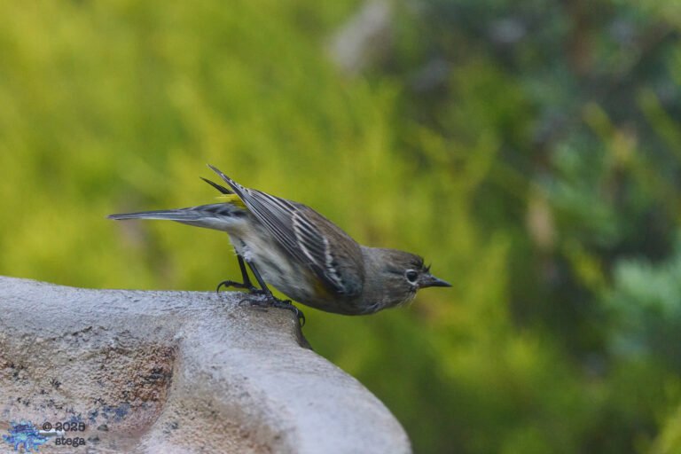Yellow-rumped Warbler