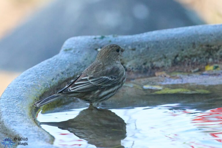 House Finch