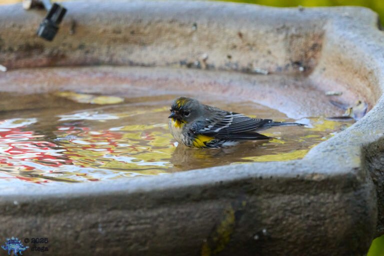 Yellow-rumped Warbler