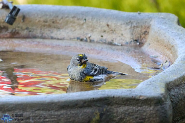 Yellow-rumped Warbler