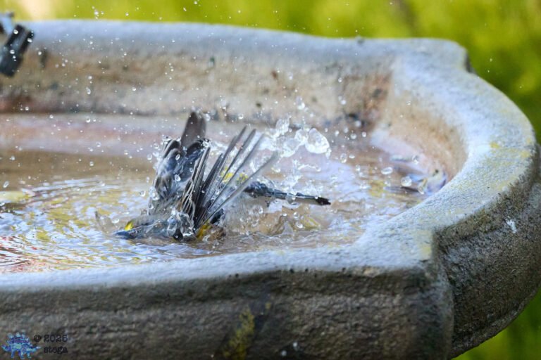 Yellow-rumped Warbler