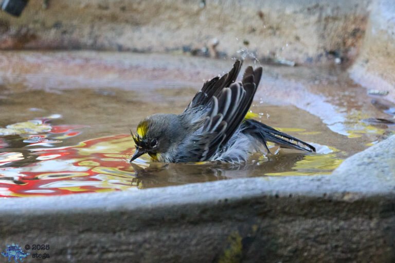 Yellow-rumped Warbler