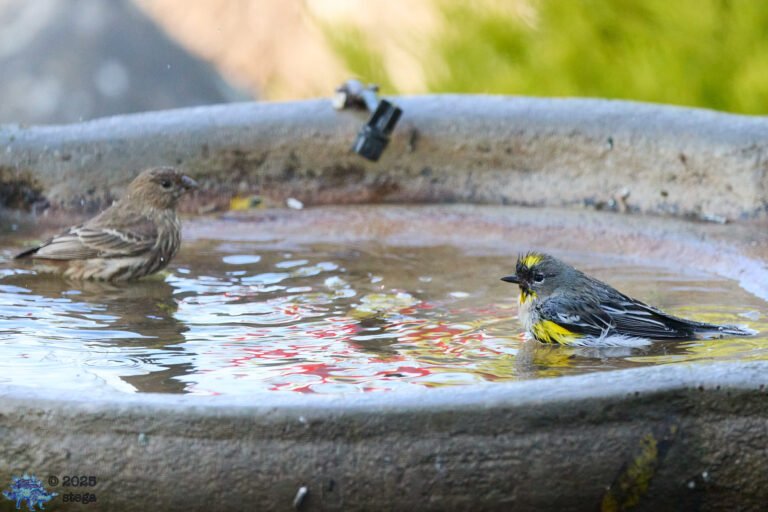 House Finch, Yellow-rumped Warbler