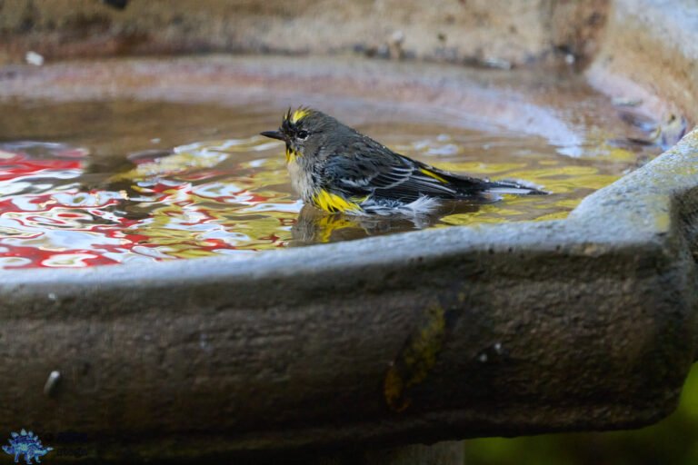 Yellow-rumped Warbler