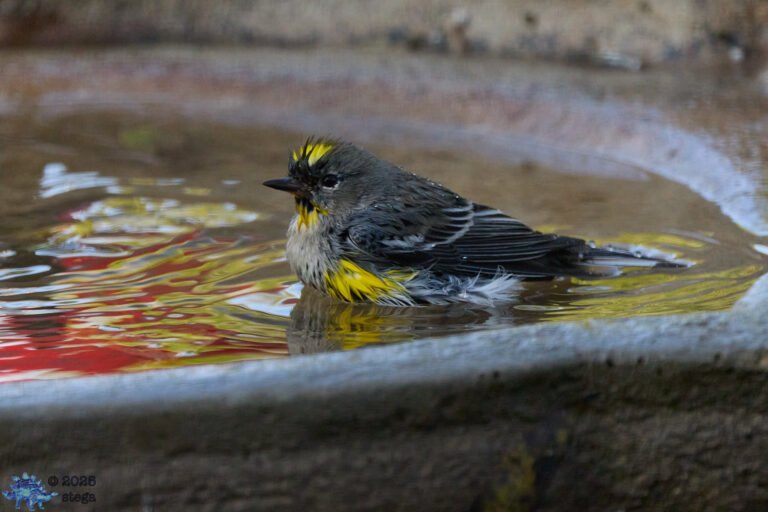 Yellow-rumped Warbler
