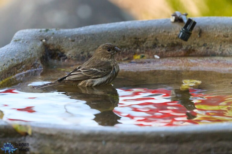 House Finch