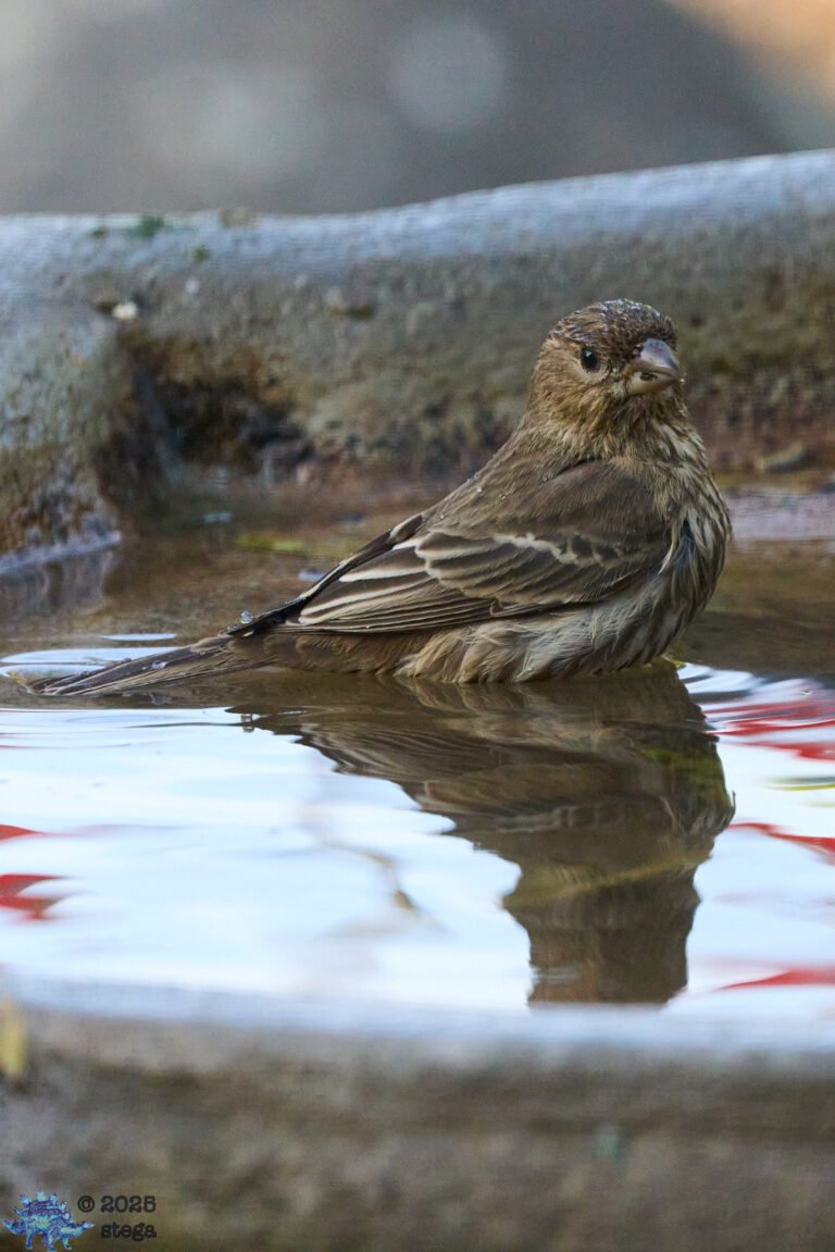 House Finch