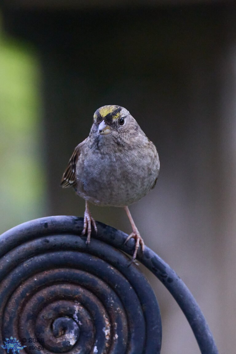 Gold-Crowned Sparrow