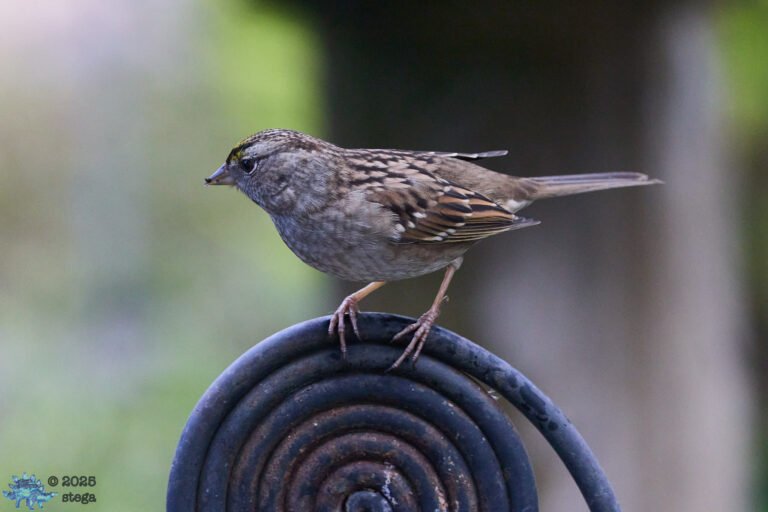 Gold-Crowned Sparrow