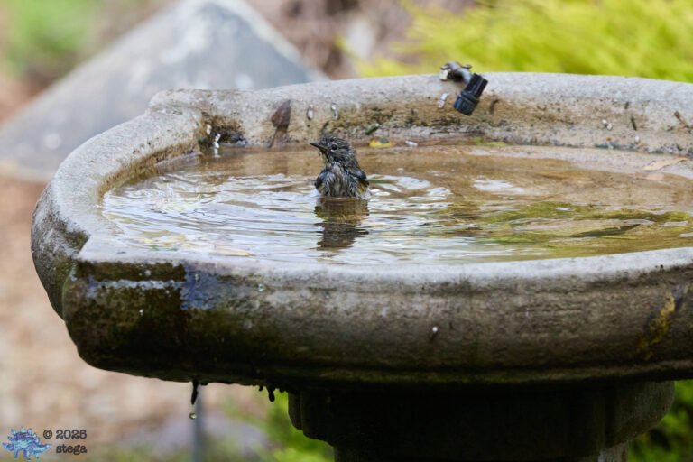 Yellow-rumped Warbler