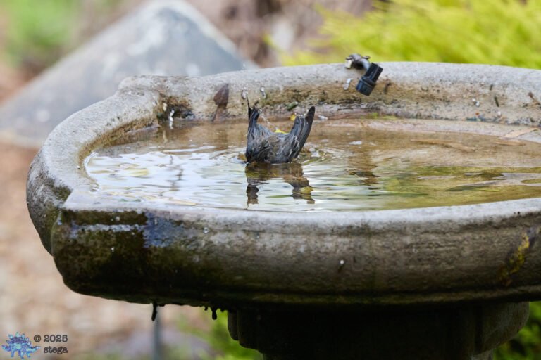 Yellow-rumped Warbler