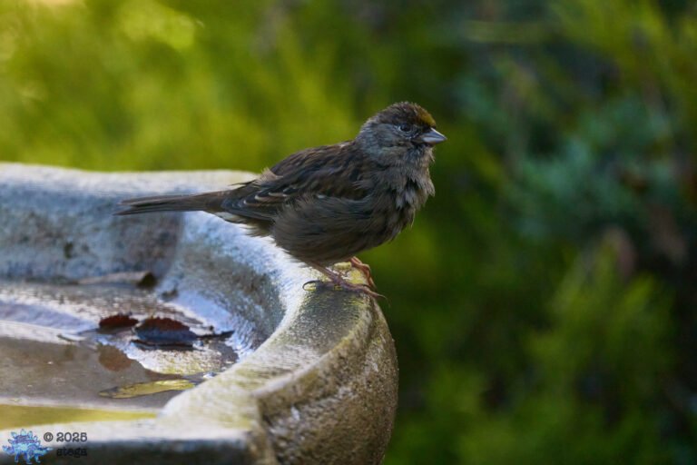Gold-Crowned Sparrow