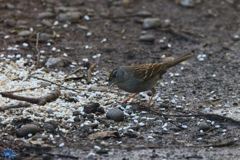 Gold-Crowned Sparrow