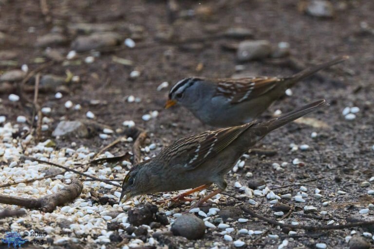 Gold-Crowned Sparrow, White-Crowned Sparrow