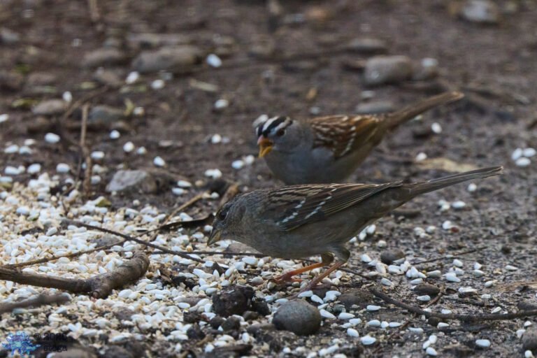 Gold-Crowned Sparrow, White-Crowned Sparrow