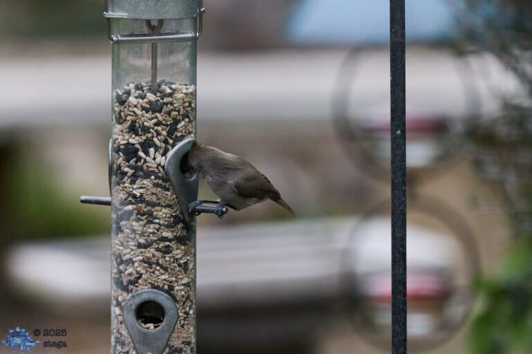 Oak Titmouse