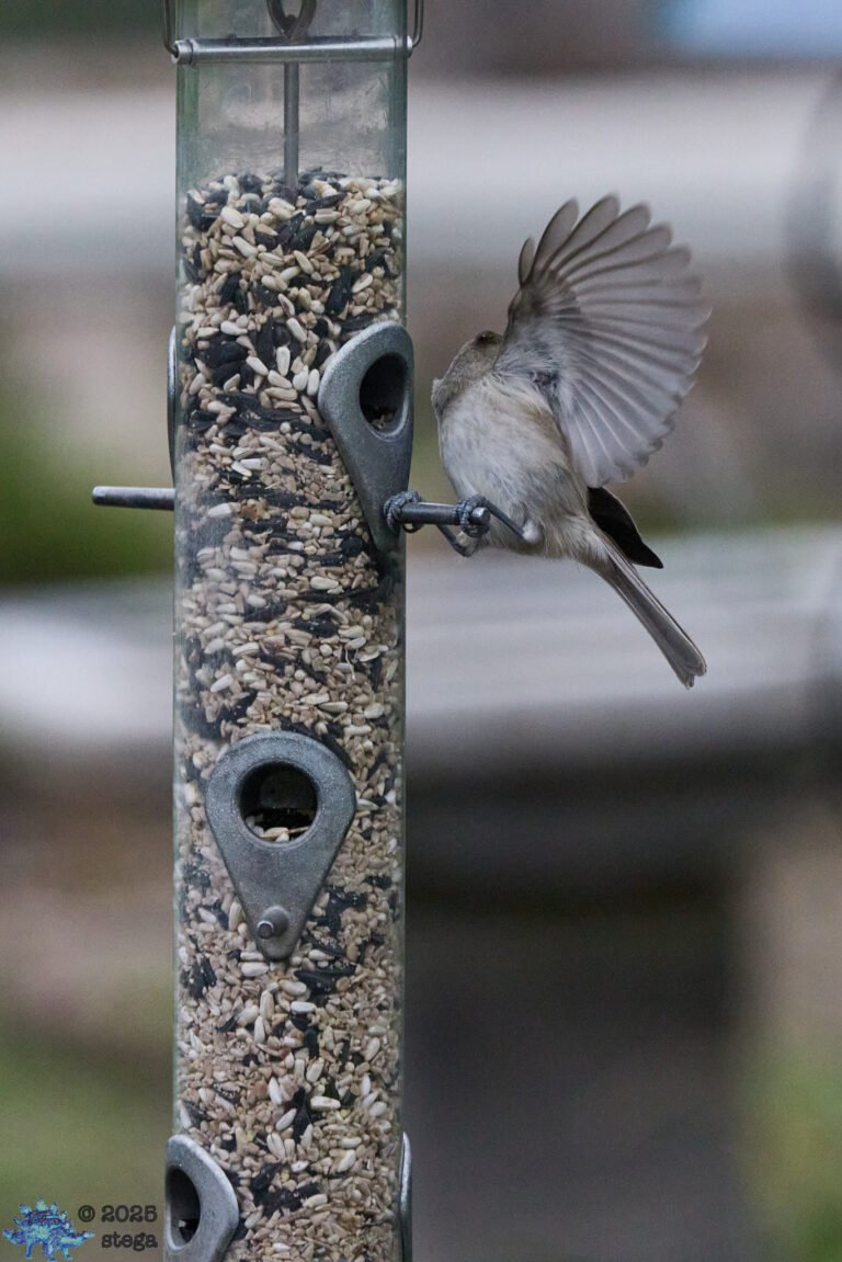 Oak Titmouse