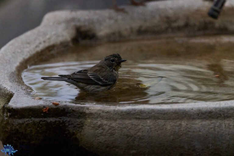 Yellow-rumped Warbler