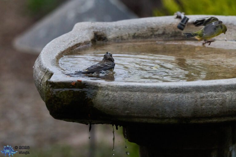 Lesser Goldfinch, Yellow-rumped Warbler