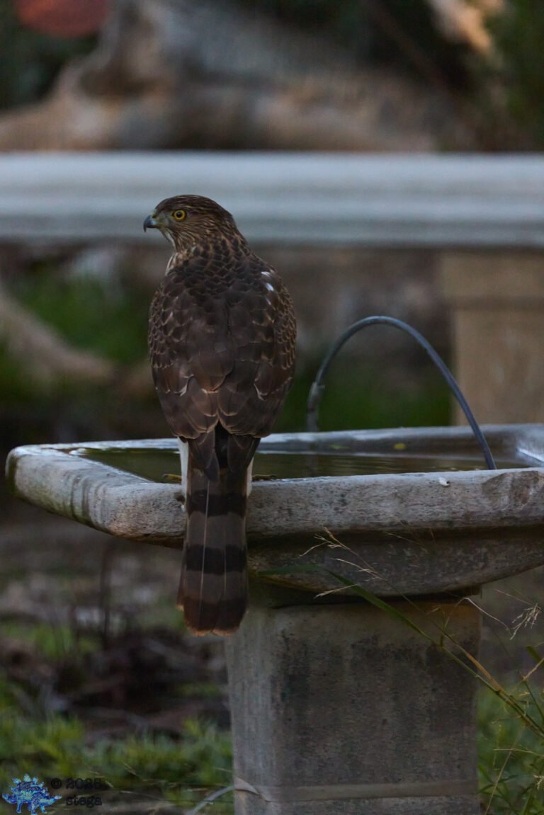 Cooper’s Hawk