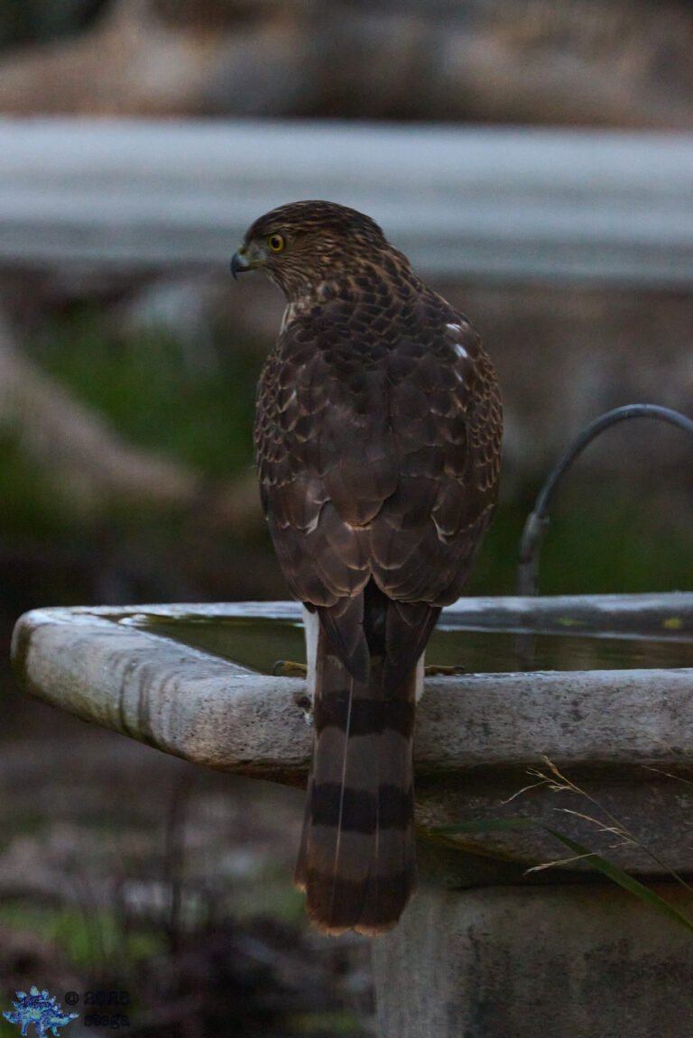 Cooper’s Hawk