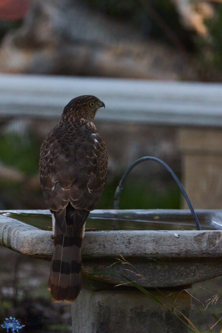 Cooper’s Hawk