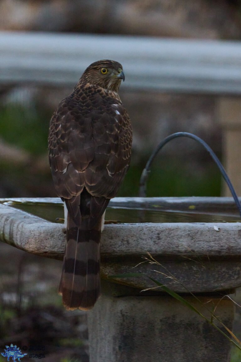 Cooper’s Hawk