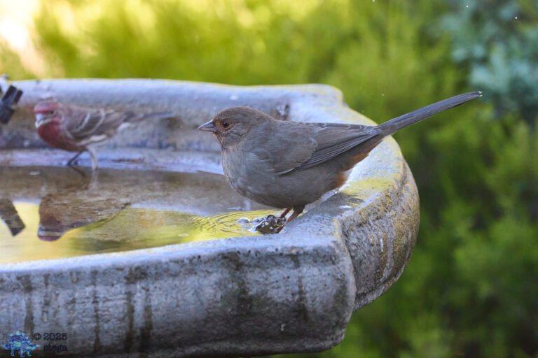 California Towhee