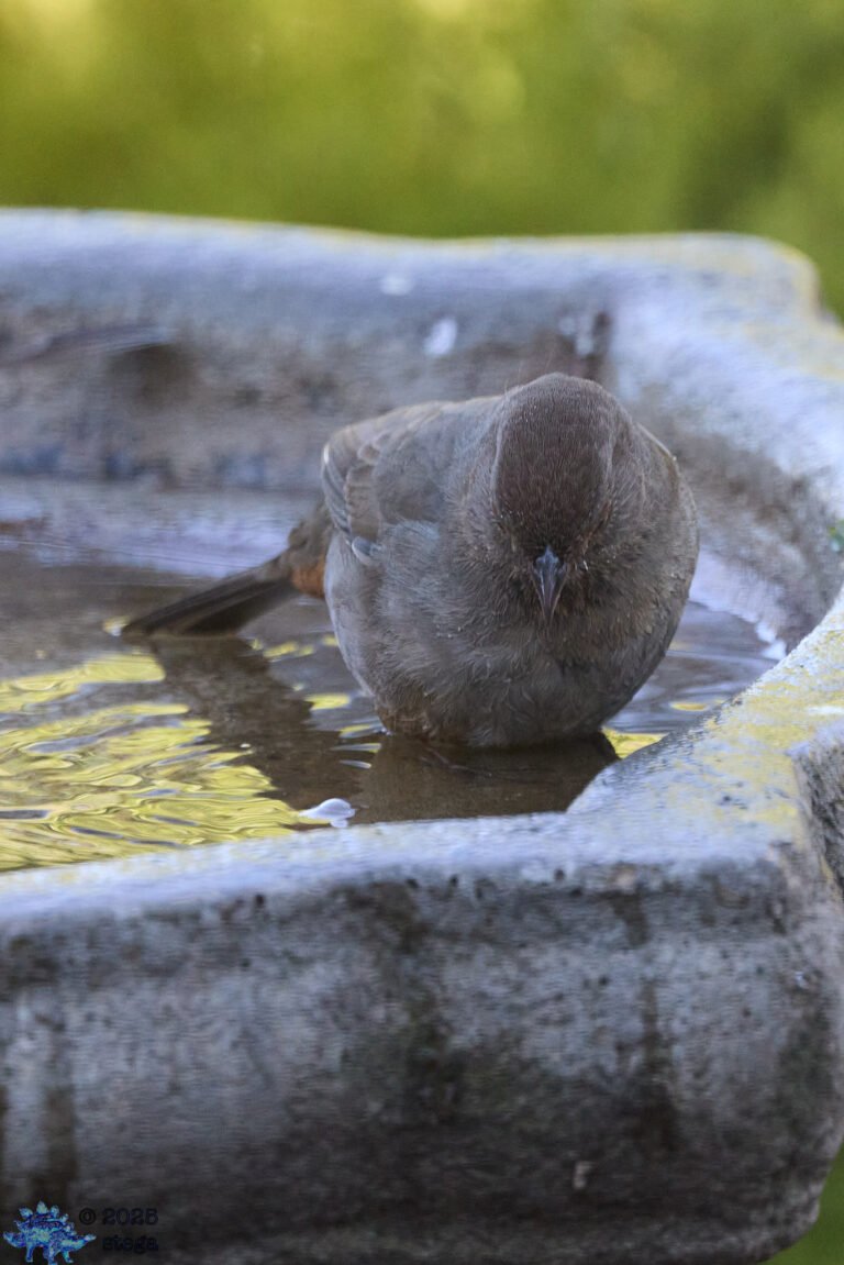 California Towhee