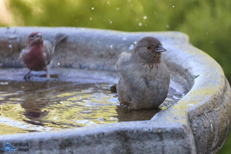 California Towhee