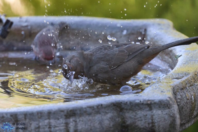 California Towhee