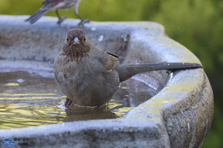 California Towhee
