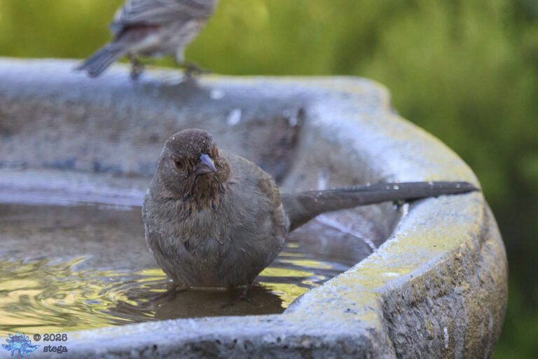 California Towhee
