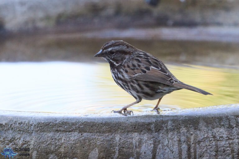 Song Sparrow