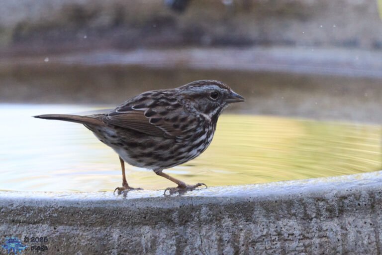 Song Sparrow