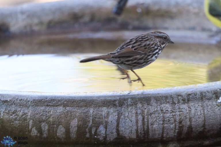 Song Sparrow