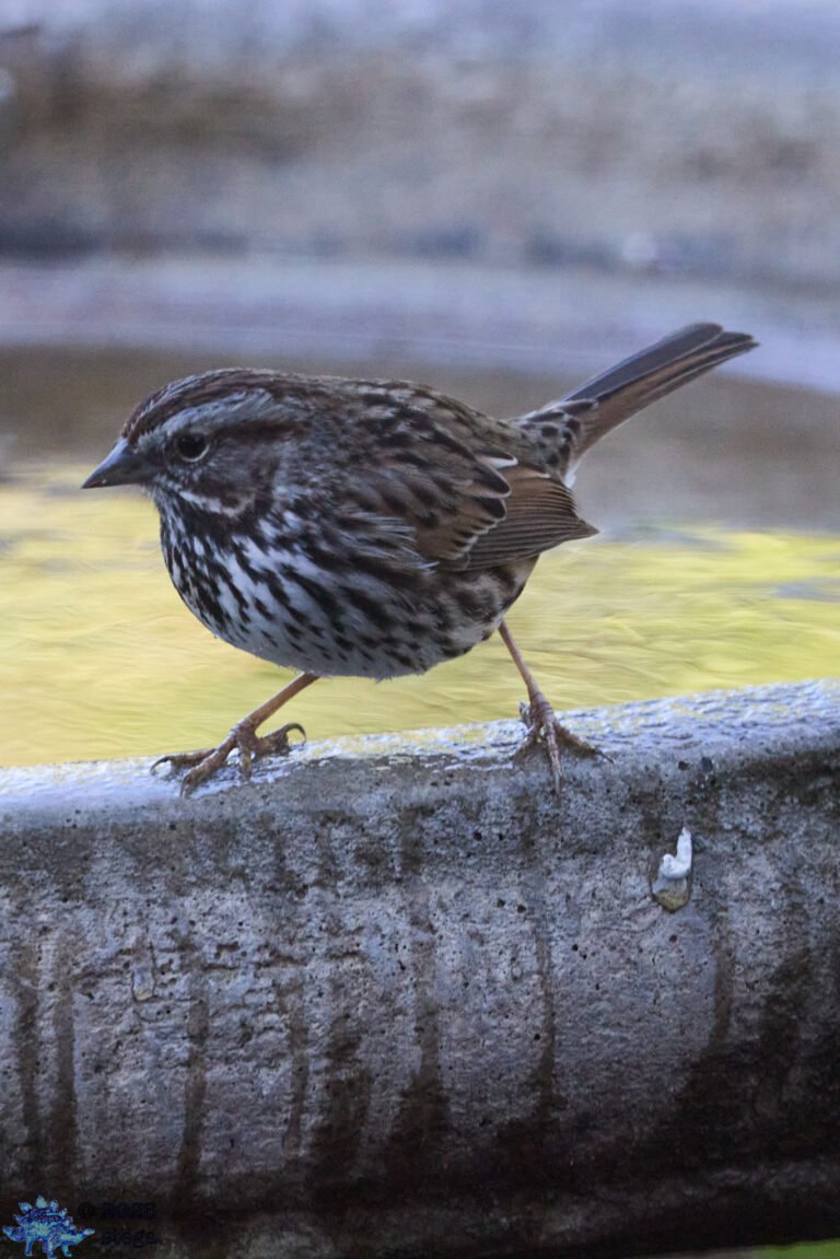 Song Sparrow