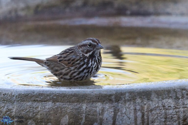 Song Sparrow